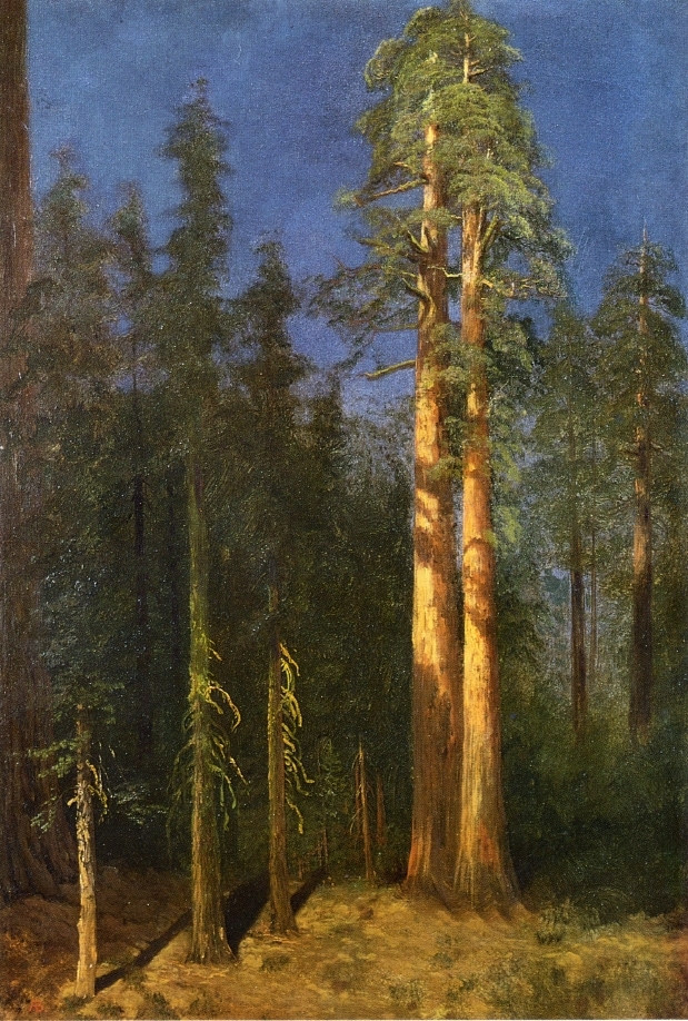 Albert Bierstadt Oil Painting California Redwoods